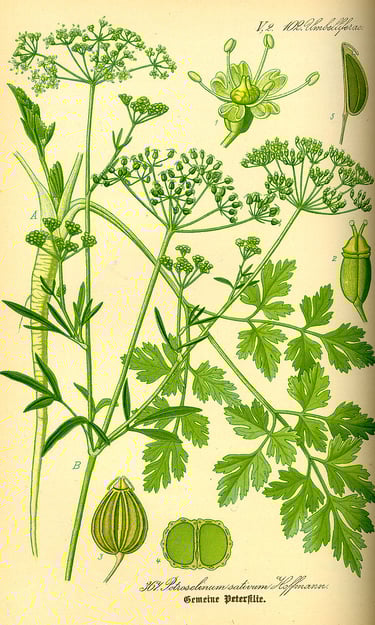 Parsley