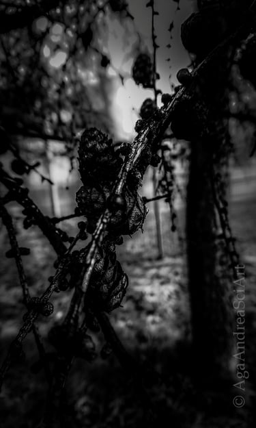 Sony Xperia XZ Premium. Larch cones