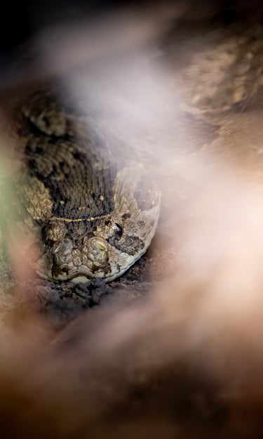 a puff adder in the grass