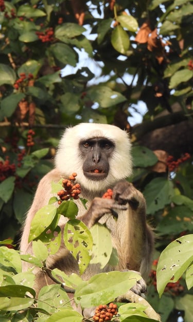 langur eating fruit in Bardiya