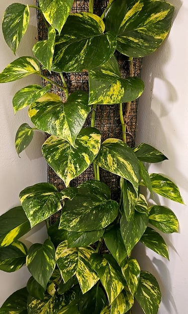 Epipremnum aureum that has reached the top of the self watering moss pole