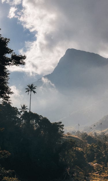 Cocora Vally in the morning, Salento in Colombia