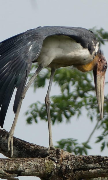 Marabout in Bardiya national park