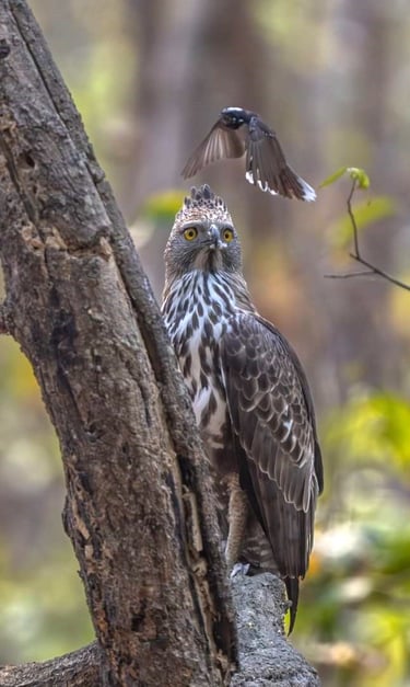 owl in Bardiya