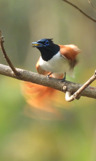 female Flycatcher in Bardiya