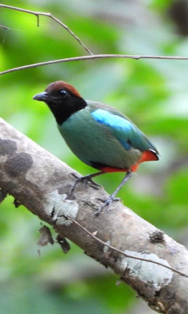 Western Hooded Pitta in bardiya forest