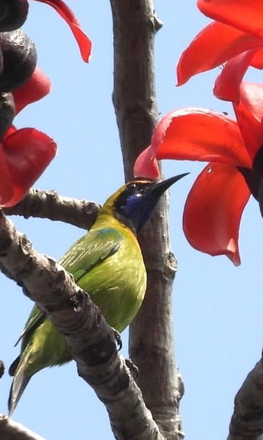 sunbird in Bardiya park