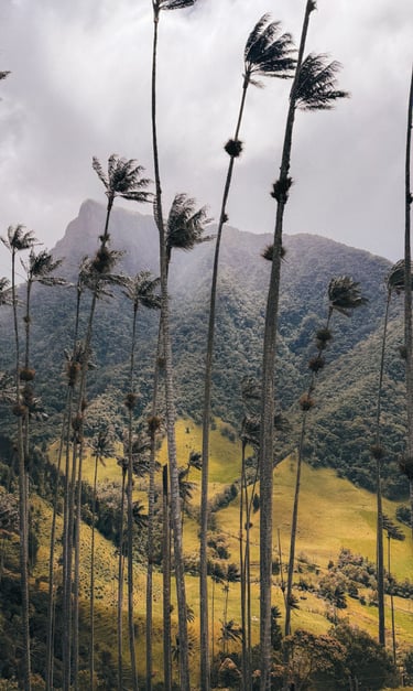 Cocora Valley in Salento, Colombia