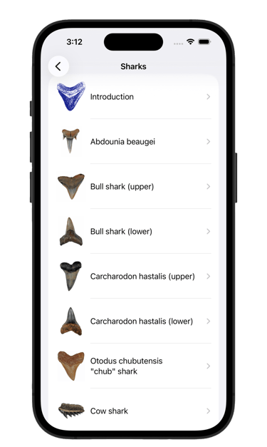 Shark fossil list