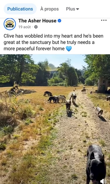a dog is walking down a path with a dog