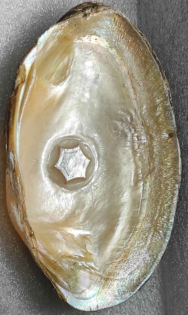 "Approx 10mm glossy white flower-shaped designer cultured pearl-using nucleus implantation-for export compliance"