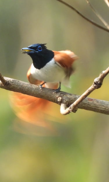 female Flycatcher in Bardiya