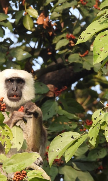 langur eating fruit in Bardiya