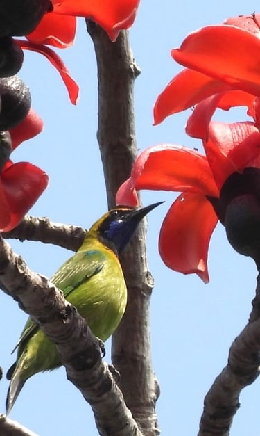 sunbird in Bardiya park