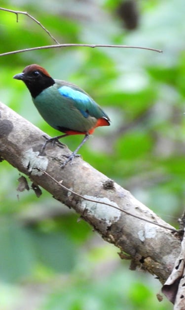 Western Hooded Pitta in bardiya forest