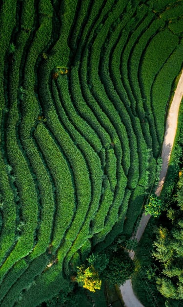 Paddy field at Kagay