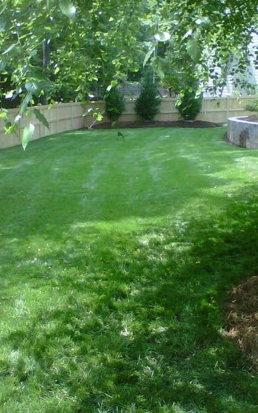 Routine lawn care treatment supporting strong turf and long-term lawn health.