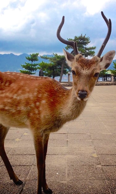 A wild Sika deer with antlers stands in a paved square at Miyajima Island, Japan.