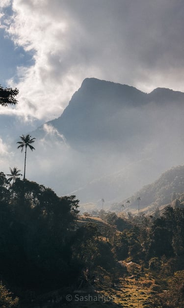 Cocora Vally in the morning, Salento in Colombia