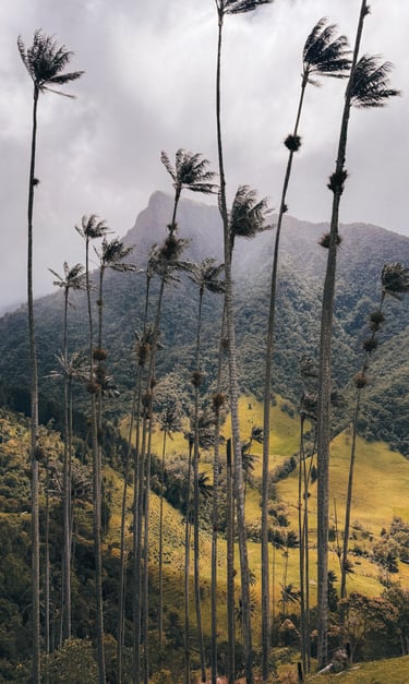 Cocora Valley in Salento, Colombia