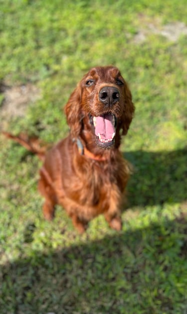 Playful golden retriever enjoying fenced yard during boarding Fair Oaks