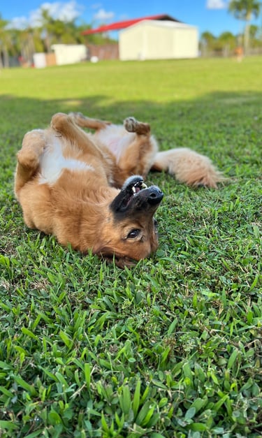 Happy pup stretching out after morning walk at Barkbnb Sacramento