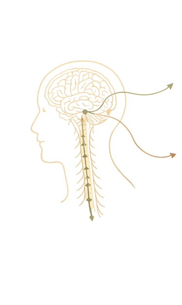 Illustration qui représente le système nerveux