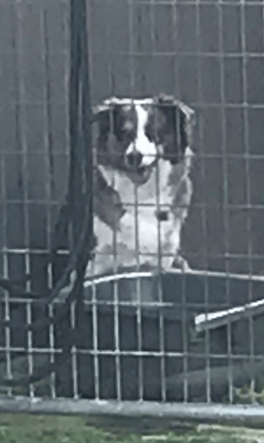 chocolate merle border collies sunshine coast 