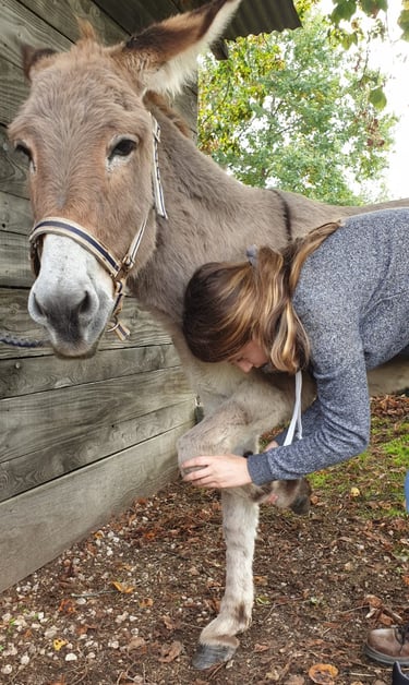 Manipulations ostéopathique sur les ânes