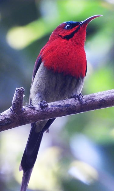biodiversity in Bardiya Park