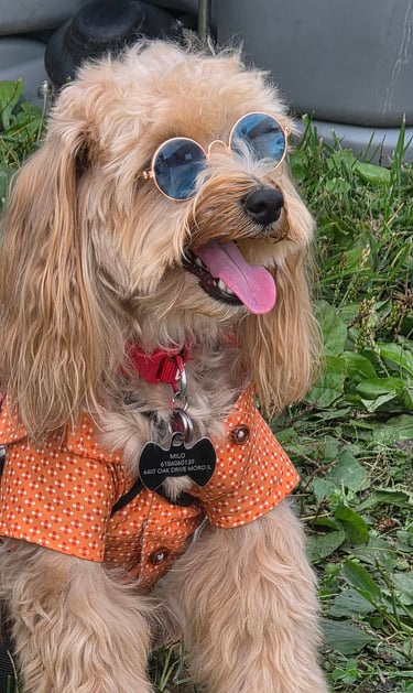 dog with glasses