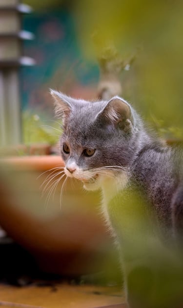 Photo animal