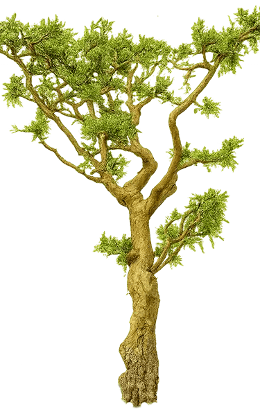 frankincense source illustration