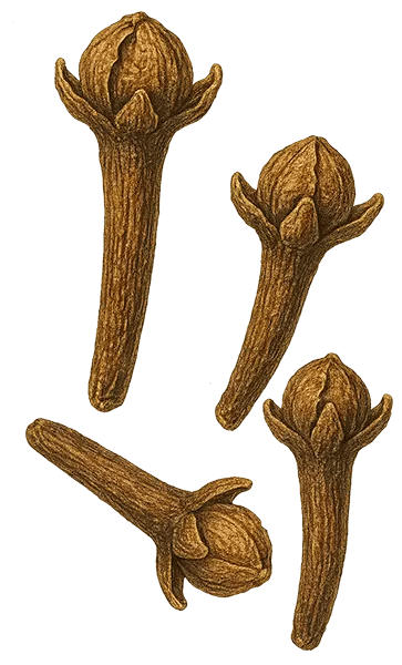 clove  illustration