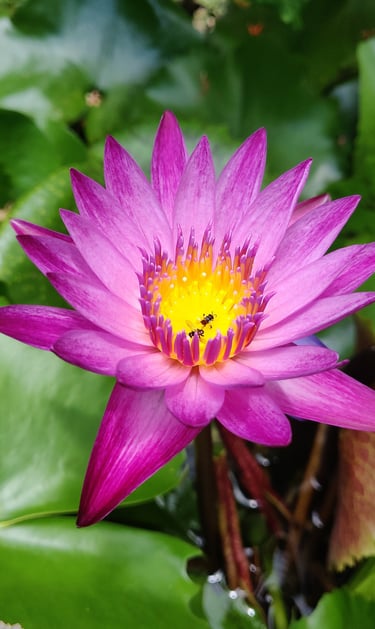 Water Lily