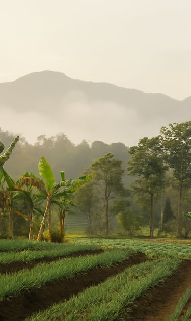 a lush Colombian field with a mountain in the background