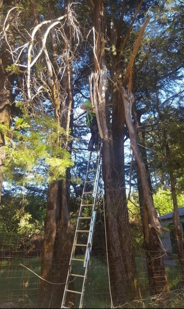 PODA DE RAMAS PARTIDAS Y CONTROL DE RIESGOS