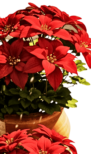 Pascueros #SomosBarrio