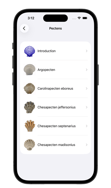 Pecten fossil list