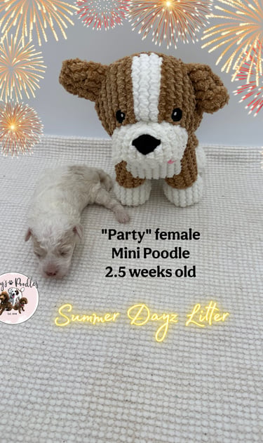 toy poodle puppy