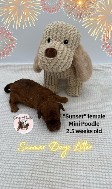 toy poodle puppy