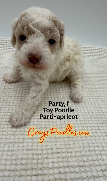 toy poodle puppy