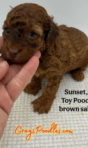 toy poodle puppy
