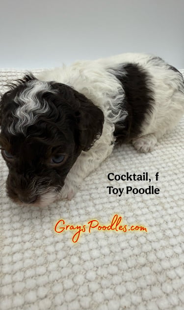 toy poodle puppy