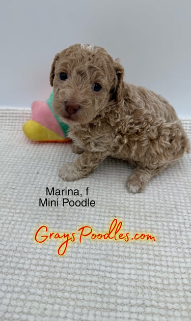 toy poodle puppy