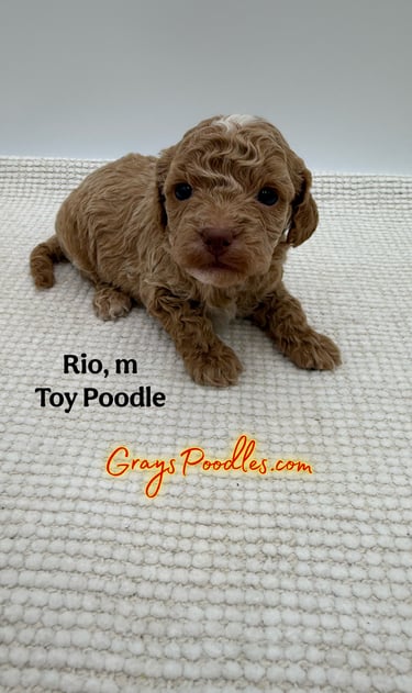 toy poodle puppy