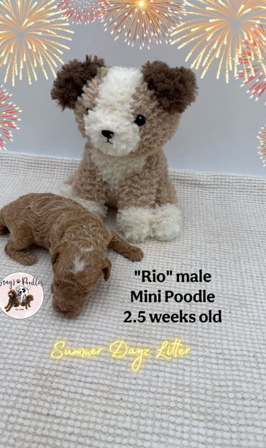 toy poodle puppy