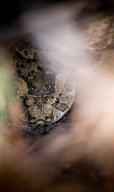 a puff adder in the grass