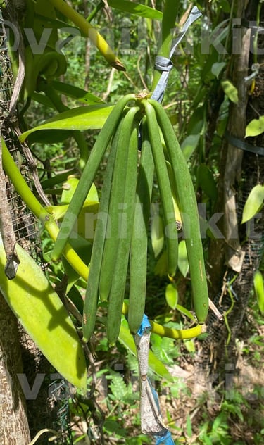 Fresh vanilla beans on tree
