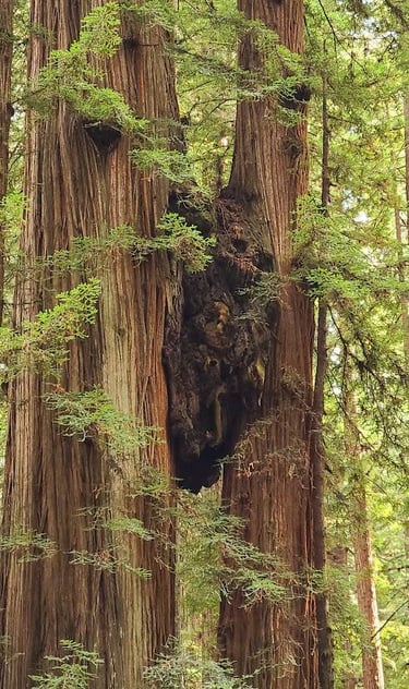 CA Coast - 2 trees that grew a connective growth between them at Jedediah Smith Redwood Park